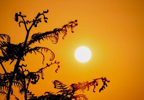Extreme temperatures caused excess mortality in Europe